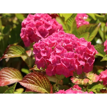 Hydrangea macrophylla 'Alpenglühen' - kerti hortenzia - CS15