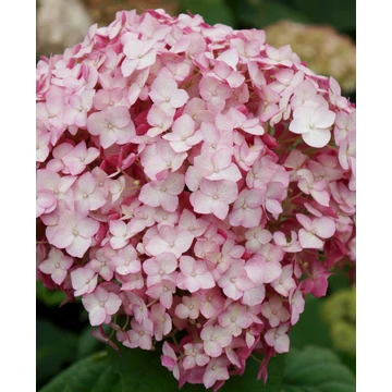 Hydrangea arborescens 'Bubblegum' - cserjés hortenzia - CS9