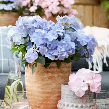 Hydrangea macrophylla 'French Bolero' - kerti hortenzia- CS13