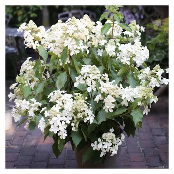 Hydrangea paniculata 'Butterfly' - bugás hortenzia - CS17