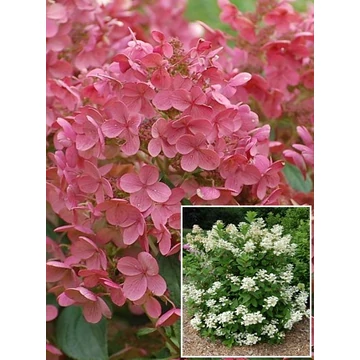 Hydrangea paniculata 'Early Sensation' - bugás hortenzia - CS19