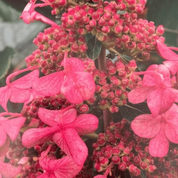 Hydrangea paniculata 'Living Infinity' - bugás hortenzia - CS19
