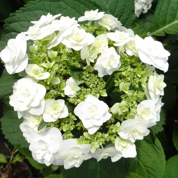Hydrangea macrophylla 'Doppio Bianco' - kerti hortenzia - CS9