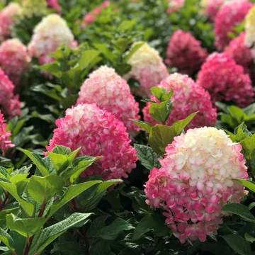 Hydrangea paniculata 'Little Lime Punch' - bugás hortenzia - CS17