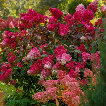 Hydrangea paniculata 'Redlight' - bugás hortenzia - CS17
