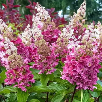 Hydrangea paniculata 'Confetti' - bugás hortenzia - CS9