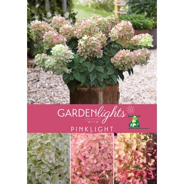 Hydrangea paniculata 'Pinklight' - bugás hortenzia - CS17