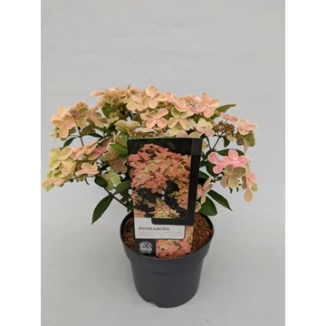 Hydrangea paniculata 'Polestar' - bugás hortenzia - CS9