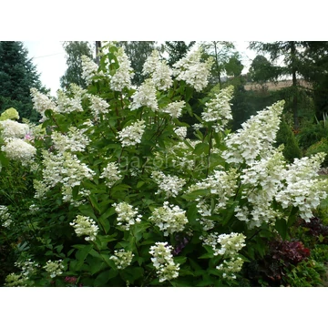 Hydrangea paniculata 'White Lady' - bugás hortenzia - CS19