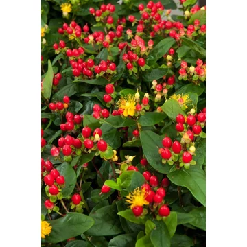 Hypericum 'Miracle Attraction' - orbáncfű - CS13