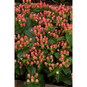 Hypericum 'Miracle Blossom' - orbáncfű - CS13