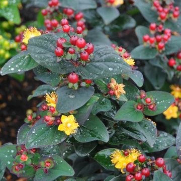 Hypericum 'Miracle Night' - orbáncfű - CS15