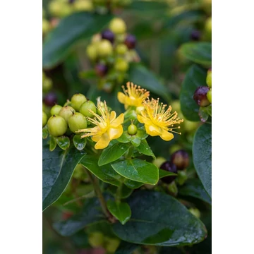 Hypericum 'Miracle Pistache' - orbáncfű - CS15