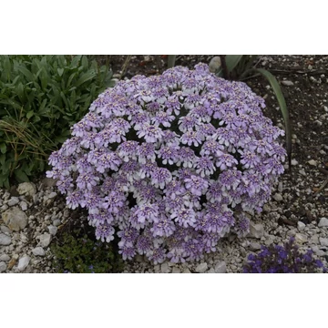 Iberis sempervirens 'Pink Ice' – örökzöld tatárvirág - CS11