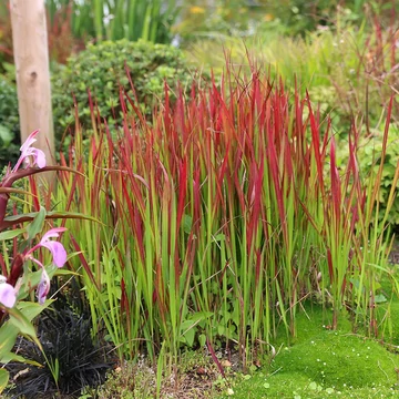 Imperata cylindrica 'Red Baron' - vérfű, alangfű - CS14