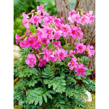 Incarvillea delavayi - szabadföldi gloxinia - CS11