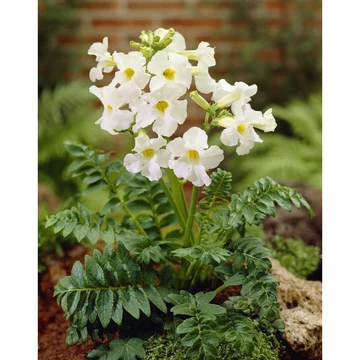 Incarvillea delavayi 'Snowtop' - szabadföldi gloxinia - CS11