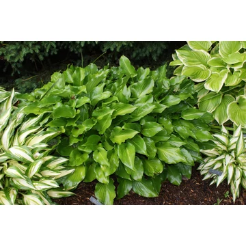 Hosta 'Invincible' - árnyékliliom - CS11
