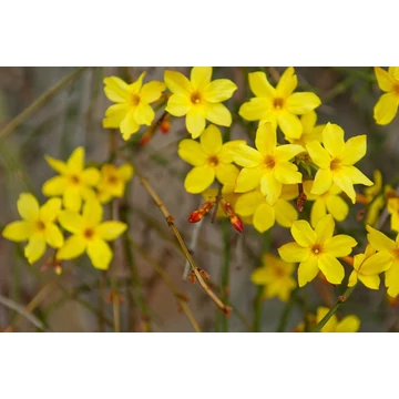 Jasminum nudiflorum - téli jázmin - CS14