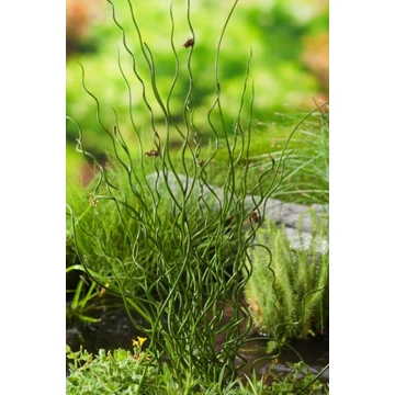 Juncus effusus 'Spiralis' - szittyó - CS12