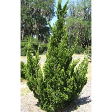 Juniperus chinensis 'Keteleeri' - keskeny kínai jegenyeboróka - CS15