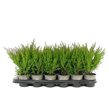 Juniperus horizontalis 'Andorra Compact' - henyeboróka - CS9