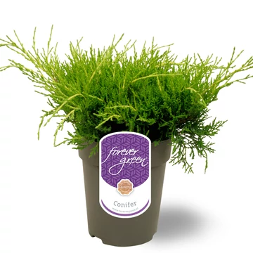 Juniperus pfitzeriana 'Old Gold'  - terülő boróka - CS15