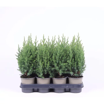 Juniperus chinensis 'Stricta' - kínai boróka - CS14