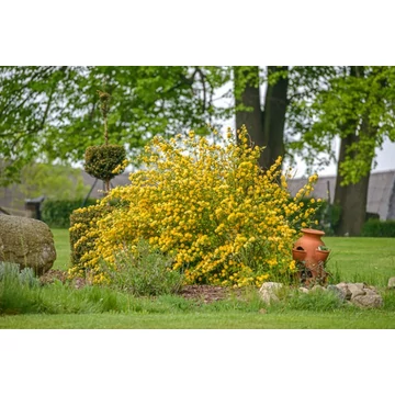 Kerria japonica - boglárkacserje - CS12