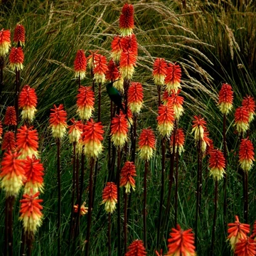 Kniphofia caulescens - fáklyaliliom - CS11