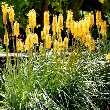 Kniphofia 'Citrina' - fáklyaliliom - CS11