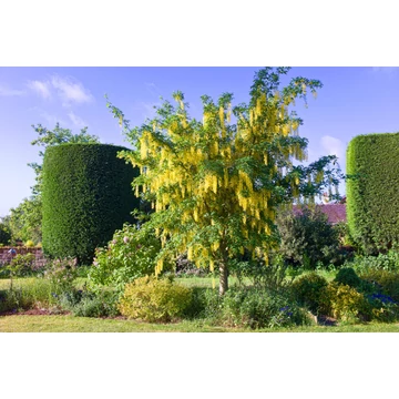 Laburnum watereri 'Vossii' - aranyesőfa - CS14