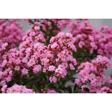 Lagerstroemia indica 'Eveline' - selyemmirtusz - CS14