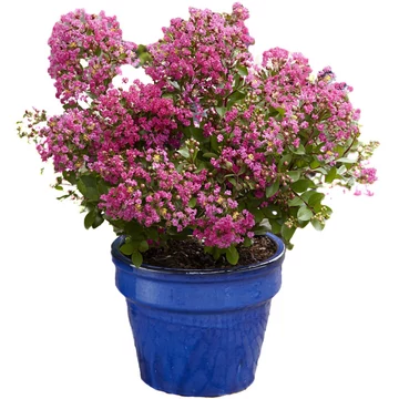 Lagerstroemia indica 'With Love Kiss' - selyemmirtusz - CS9