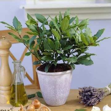 Laurus nobilis - nemes babér - CS9