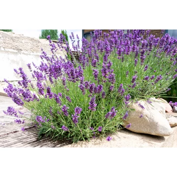Lavandula angustifolia 'Hidcote' - levendula - CS12