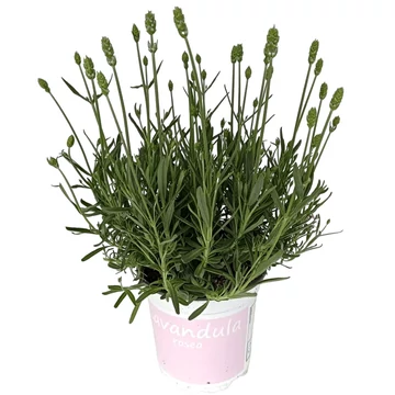 Lavandula angustifolia 'Rosea' - levendula - CS12