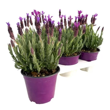 Lavandula stoechas 'Purple' - francia levendula - CS14