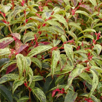 Leucothoe fontanesiana 'Makijaz' - fürtöshanga - CS17