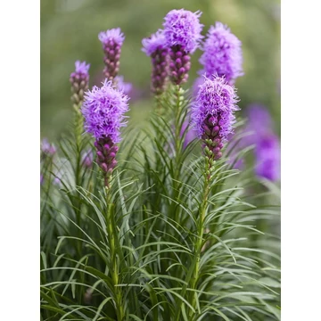 Liatris spicata 'Floristan® Violet' - füzéres díszcsorba - CS12