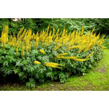 Ligularia przewalskii - távol-keleti hamuvirág - CS14