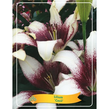 Lilium 'Cecil'- liliom - CS11