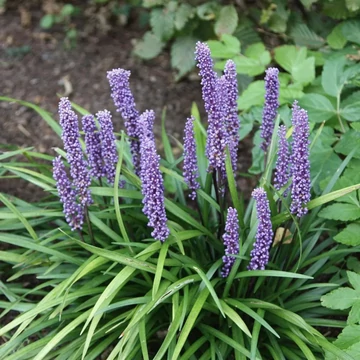 Liriope muscari - gyöngyikés gyepliliom - CS17