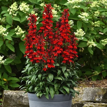 Lobelia speciosa  'Starship Scarlet' - pompás lobélia - CS14