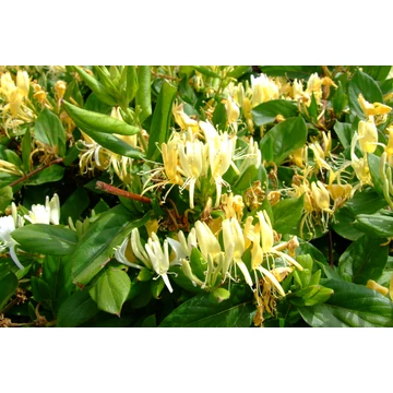Lonicera japonica 'Halliana' - japán futólonc - CS15