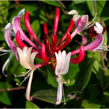Lonicera climbing japonica 'Red World' - futó lonc - CS15