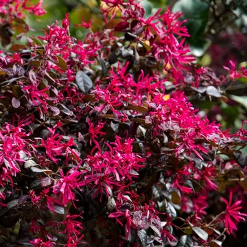 Loropetalum chinense 'Fire Dance' - kínai rojtosvirág - CS15