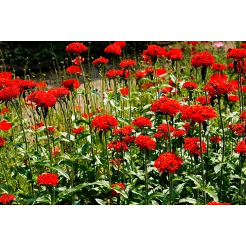 Lychnis chalcedonica 'Red' - égőszerelem - CS12