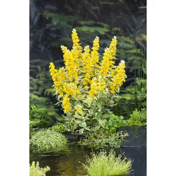 Lysimachia punctata 'Alexander' - pettyegetett lizinka - CS9