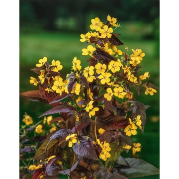 Lysimachia ciliata 'Firecracker' - lizinka - CS12